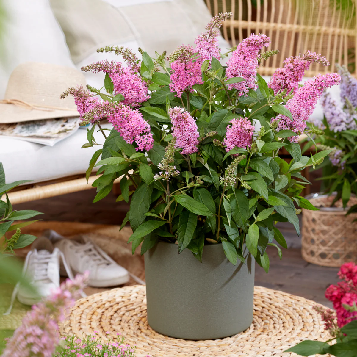 Zwerg-Sommerflieder 'Butterfly Candy®' - Image 13