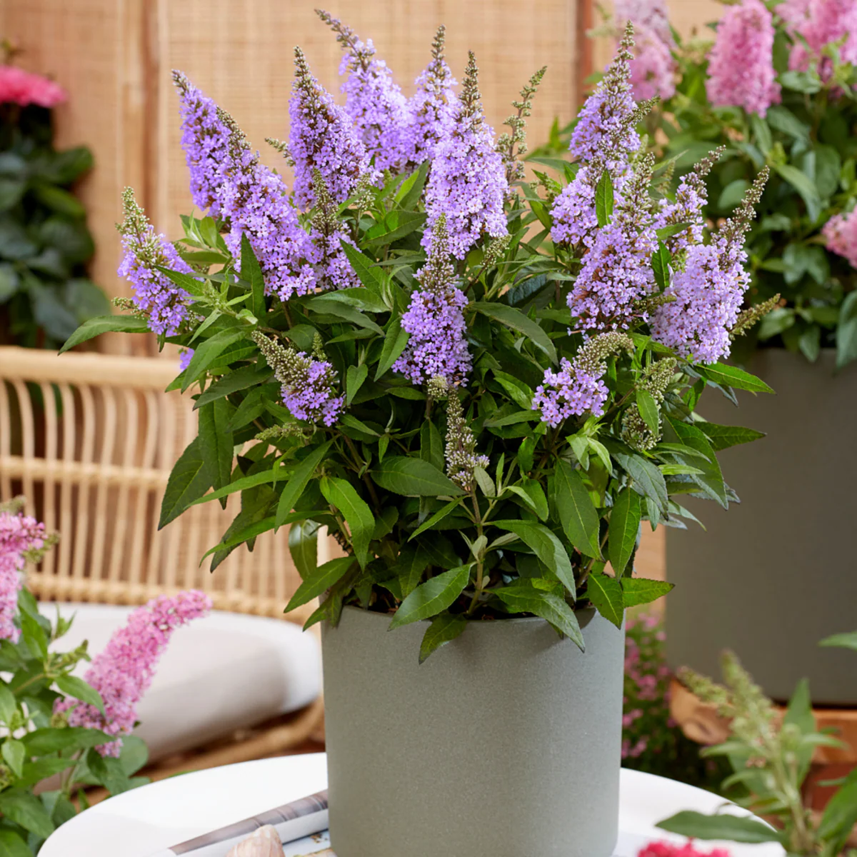 Zwerg-Sommerflieder 'Butterfly Candy®' - Image 14