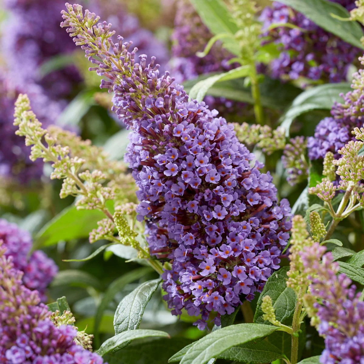 Zwerg-Sommerflieder 'Butterfly Candy®' - Image 16