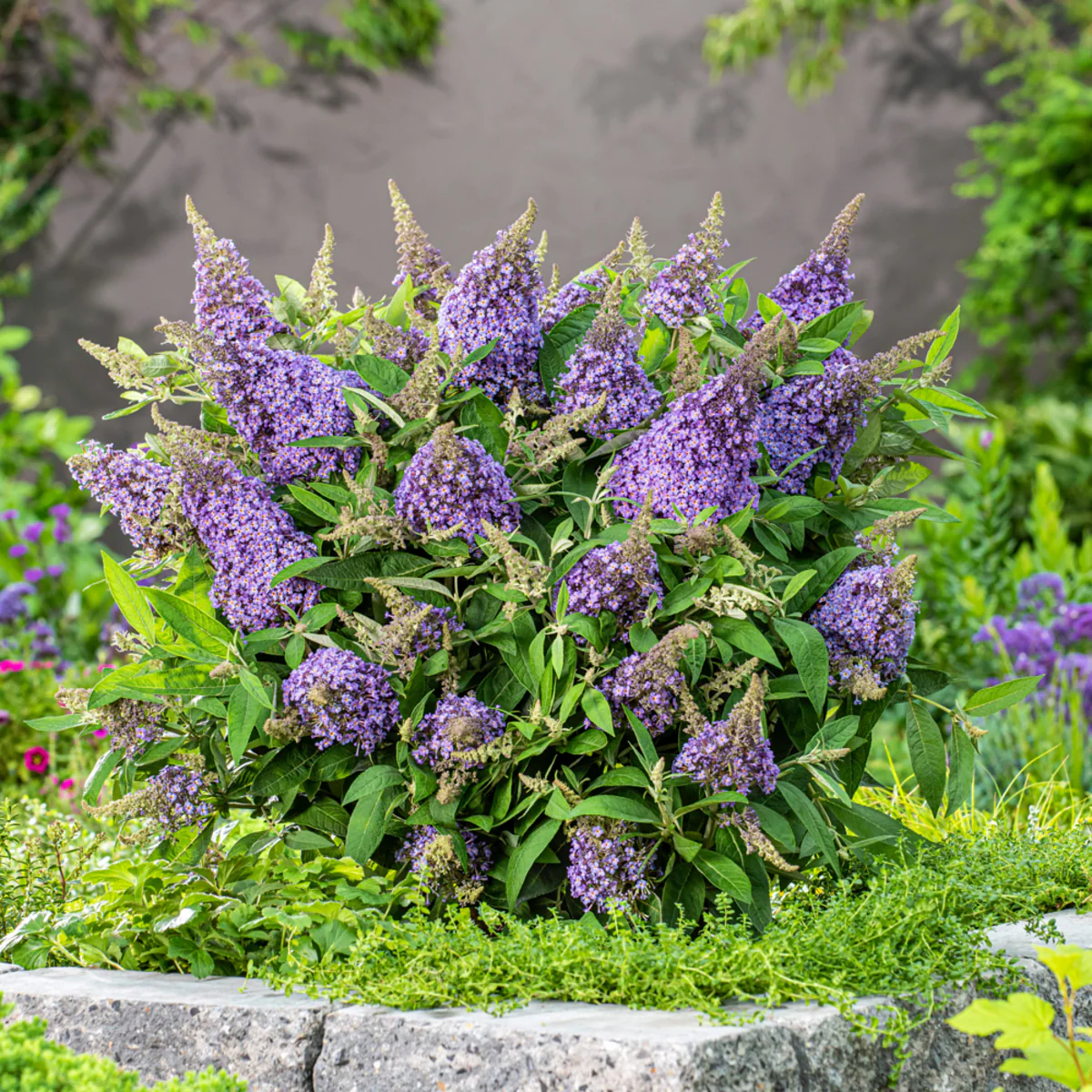 Zwerg-Sommerflieder 'Butterfly Candy®' - Image 17