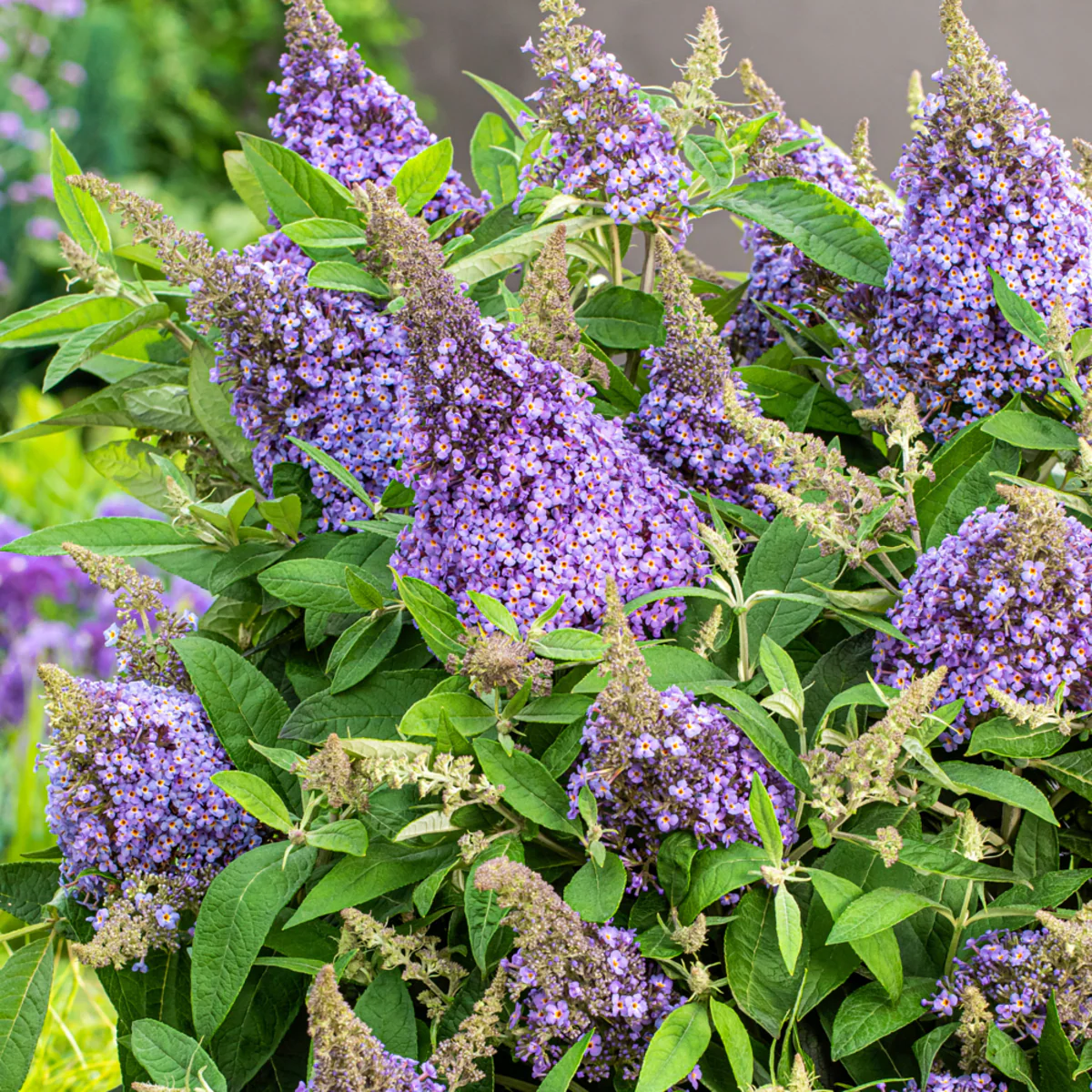 Zwerg-Sommerflieder 'Butterfly Candy®' - Image 18