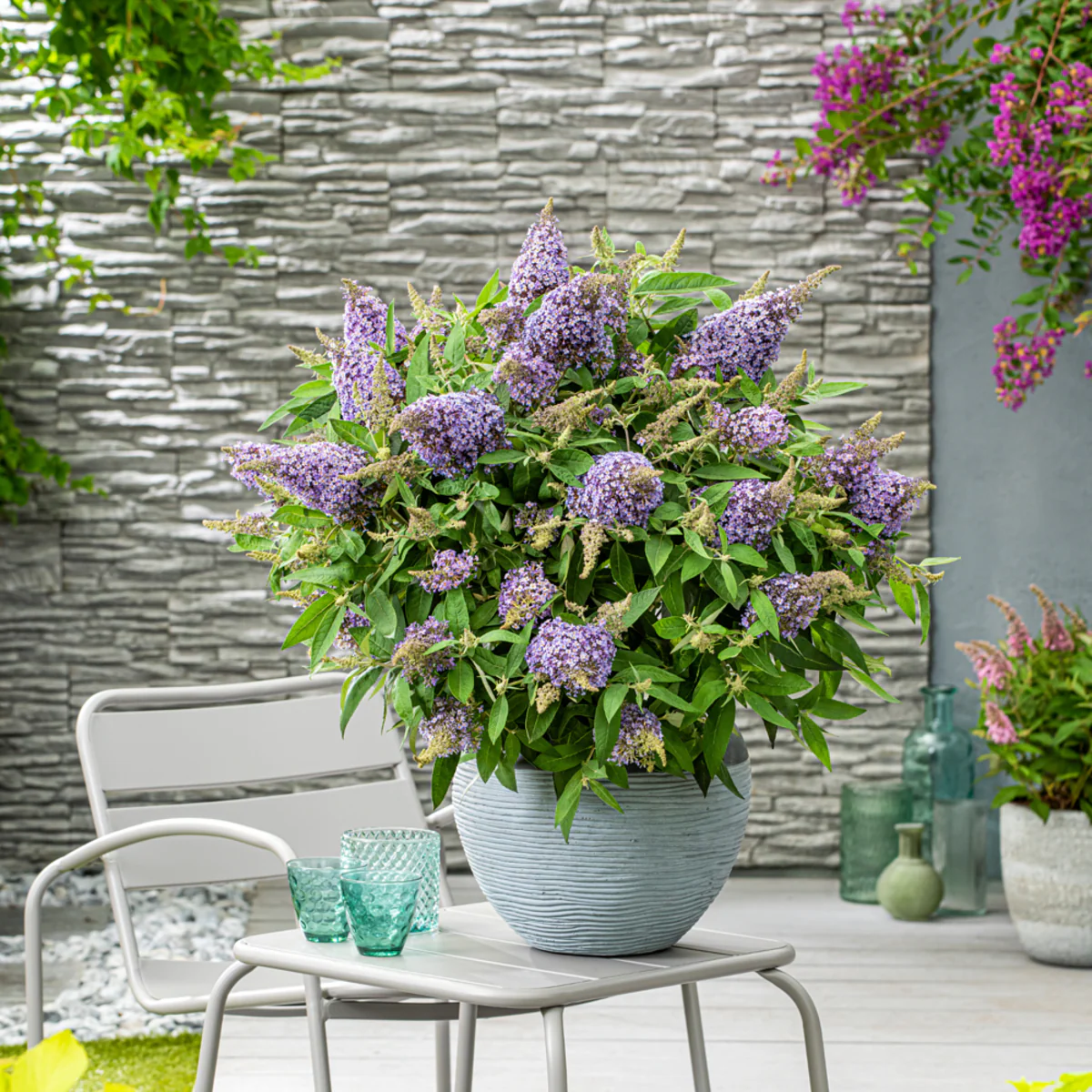 Zwerg-Sommerflieder 'Butterfly Candy®' - Image 19