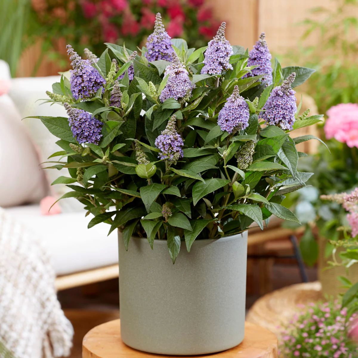 Zwerg-Sommerflieder 'Butterfly Candy®' - Image 20