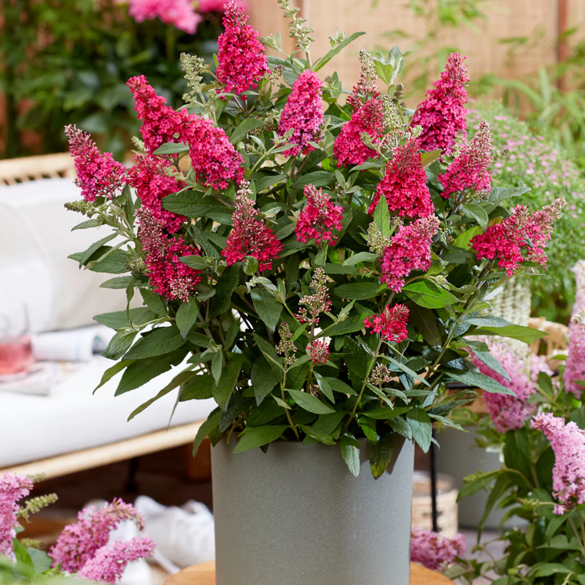 Zwerg-Sommerflieder 'Butterfly Candy®' - Image 3