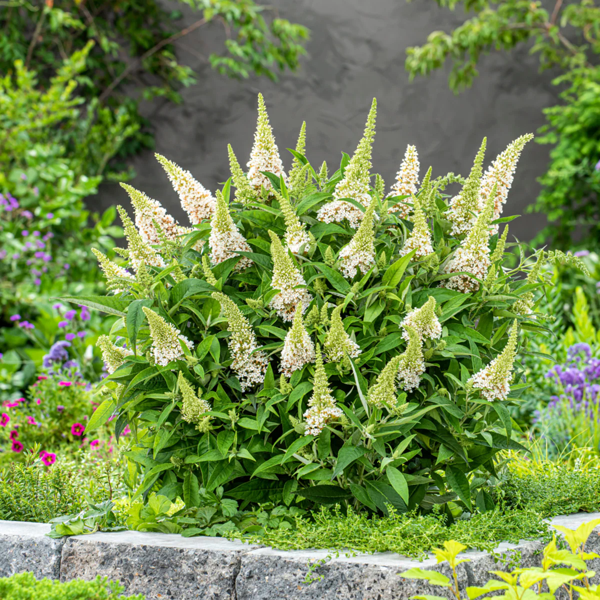Zwerg-Sommerflieder 'Butterfly Candy®' - Image 5