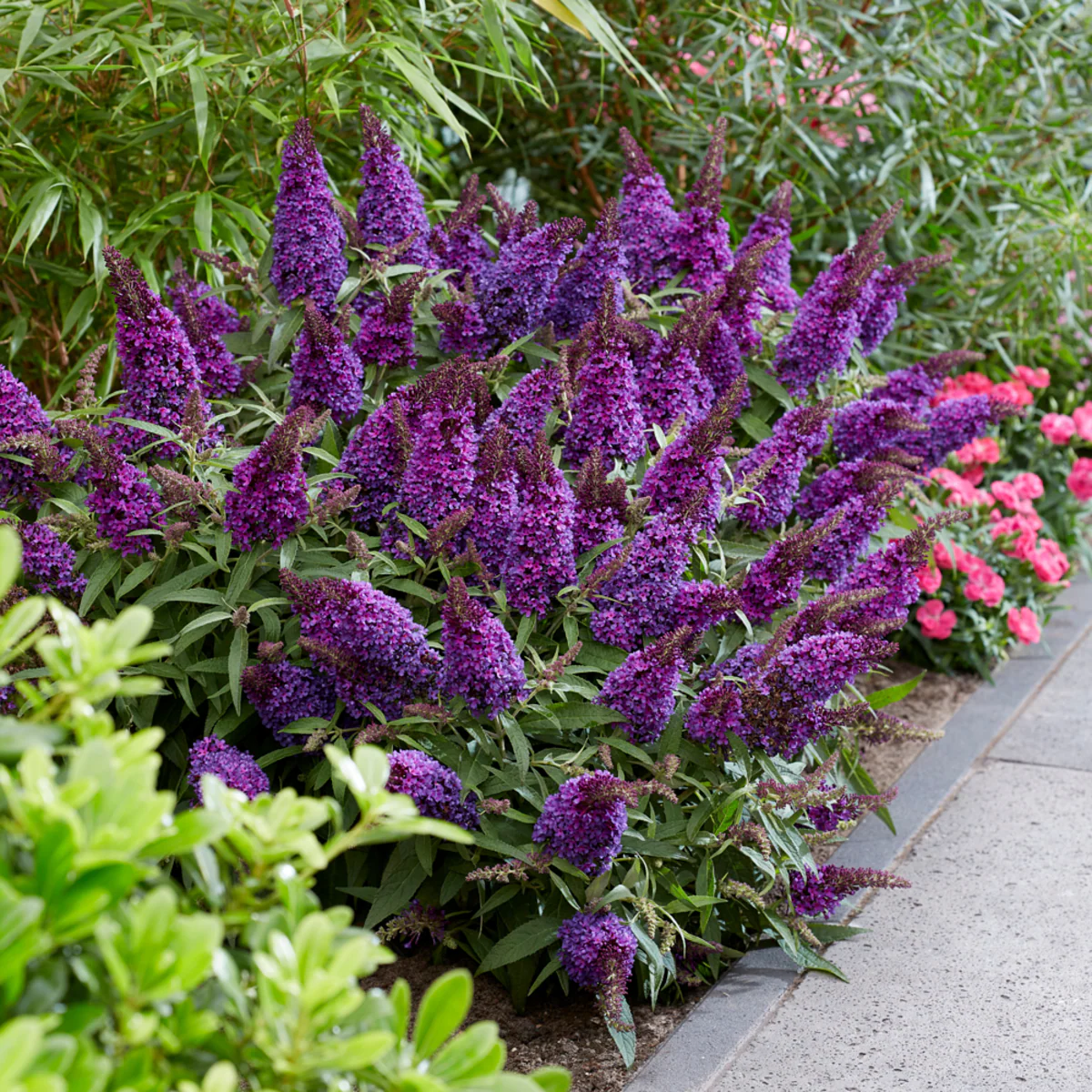 Zwerg-Sommerflieder 'Butterfly Candy®' - Image 9