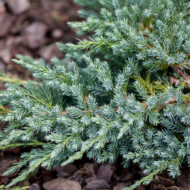 Zwerg-Wacholder 'Blue Carpet'