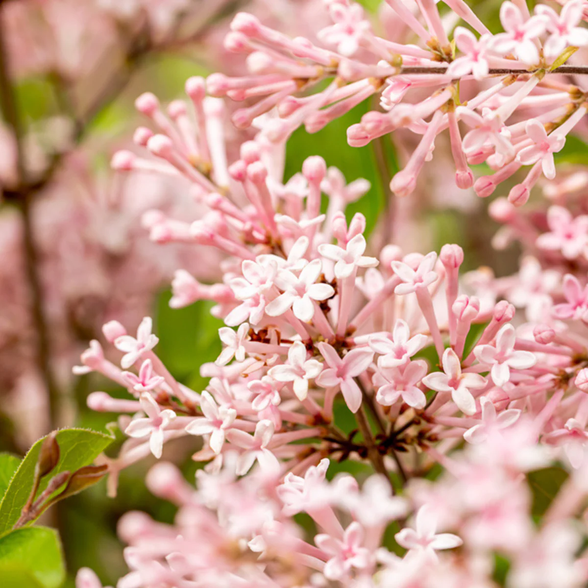 Zwergflieder Bloomerang® 'Pink Perfume®'