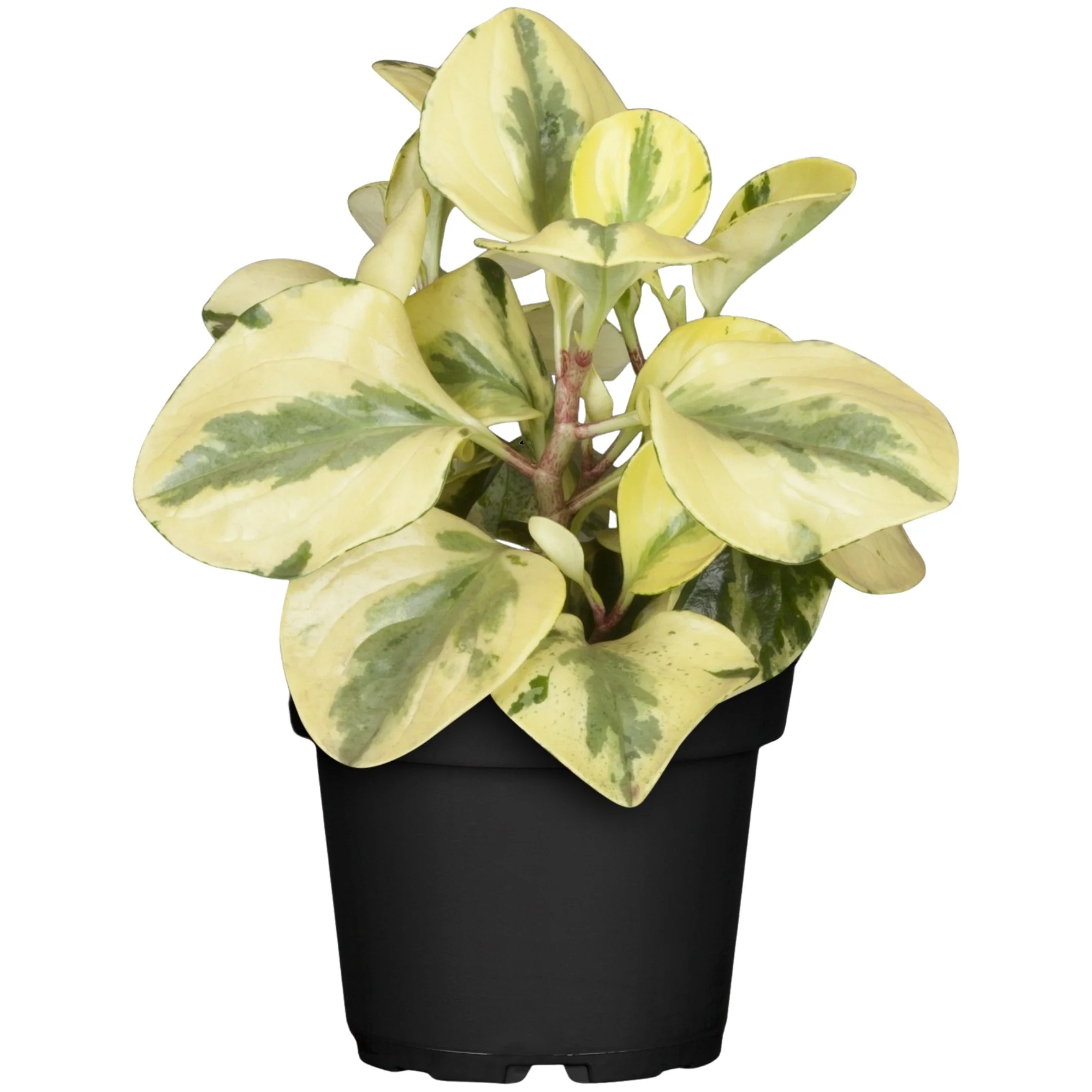 Zwergpfeffer 'Obtipan Bicolor' - Image 2