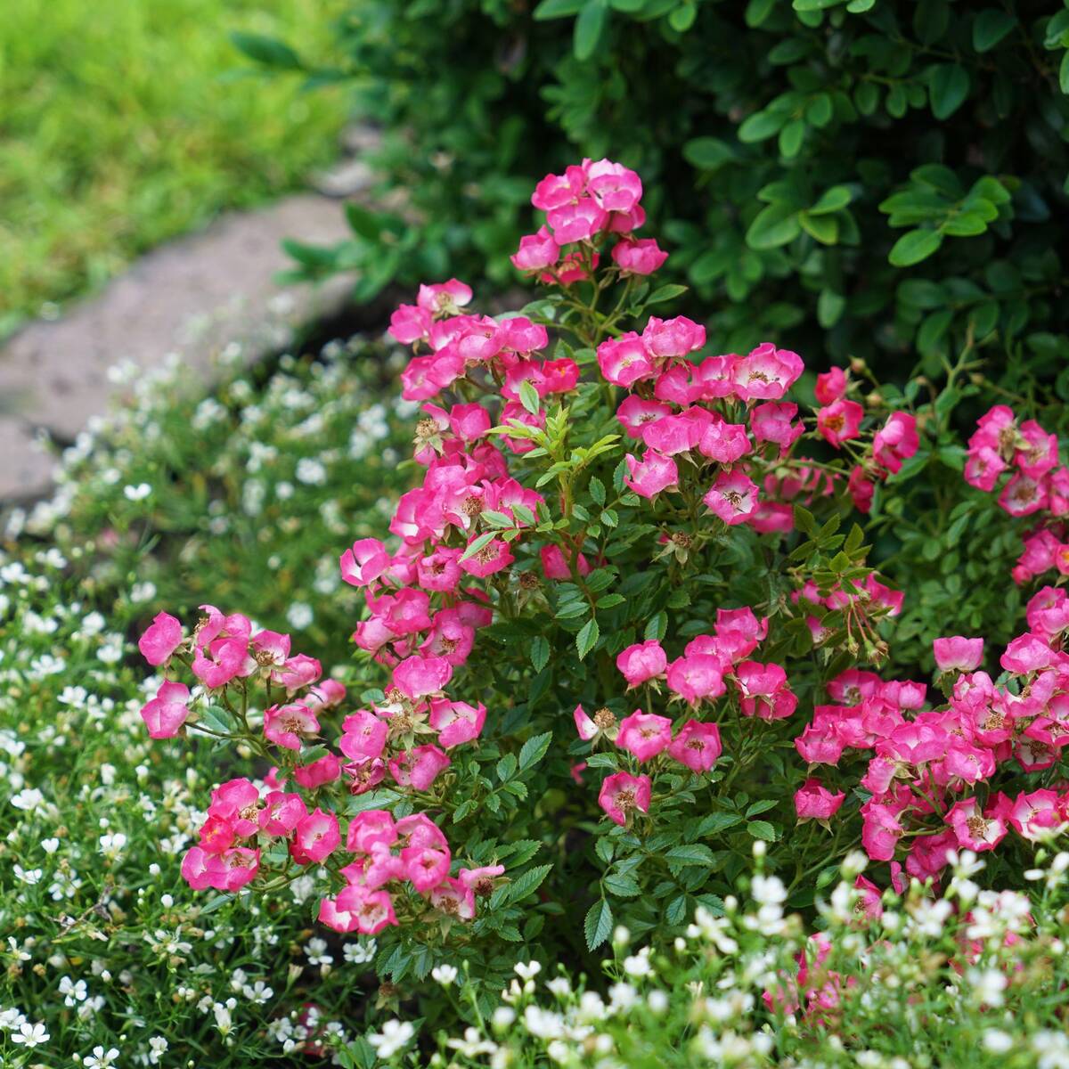 Zwergrose 'Miniatura®' - Image 2